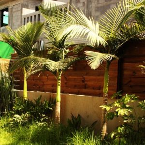 גדר עץ אורן 